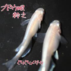 ブドウ眼幹之②　稚魚　１０匹＋α