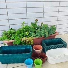 多肉植物とサンセベリア寄せ植えプランター+鉢色々セット