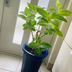 ルリハナガサモドキ 93cm 観葉植物 ハワイ