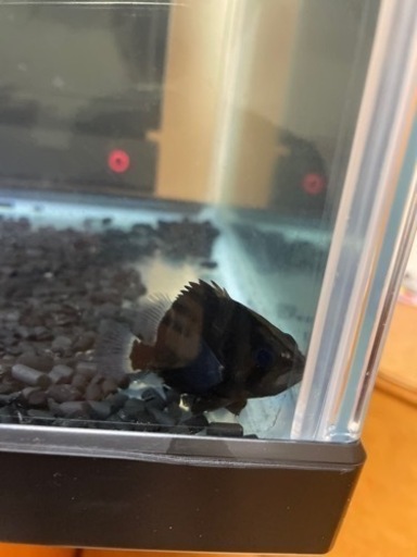 ダトニオスマトラ産