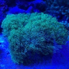 スターポリプ　サンゴ