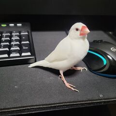 白文鳥♀