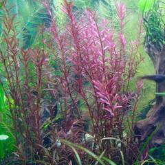 水草（赤色） ロタラ  メダカ ・エビ水槽に①
