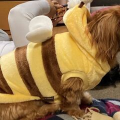 犬の服　ドッグウェア　ペット服　ミツバチデザイン