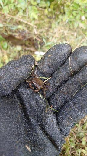 【２袋】コシヒカリ　玄米30kg　茨城県笠間市産　令和４年生産の１等米
