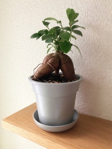 観葉植物　ガジュマル(15)　23cm　グレーカラーの3.5号の鉢と受け皿付き