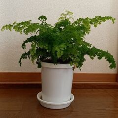 観葉植物　アジアンタム　ルーシー