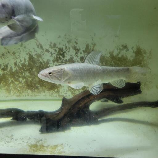 中型 大型熱帯魚金額は