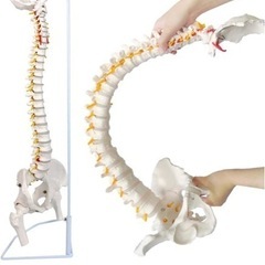 脊椎模型90㎝　スタンド付き