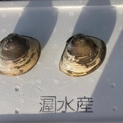 メガサイズ！浜名湖産はまぐり(2個)