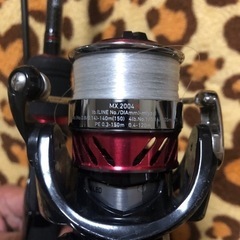 今日17時まで(__)月下美人76lt 月下美人mx2004hセット