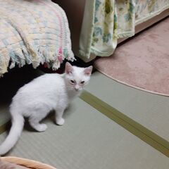 子猫たち新しい家族を待っています。