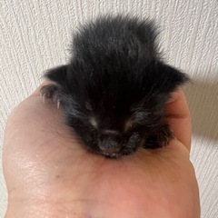 【問い合わせ多数の為一時停止】黒猫の赤ちゃん 4匹 - 大阪市