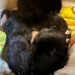 【問い合わせ多数の為一時停止】黒猫の赤ちゃん 4匹 − 大阪府