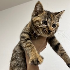 迷い子猫拾いました飼い主さん探してます！