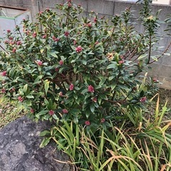 植木差し上げます。