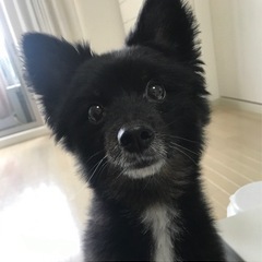 大人しい性格のポメチワです🐕‍🦺