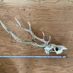 鹿の角頭付き3特大