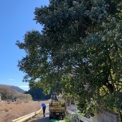 植木剪定　枝切り　 − 栃木県