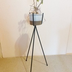 【無料】植物ディスプレイスタンド