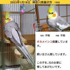 オカメインコ保護しています。飼い主さん探しています。