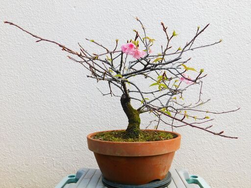 盆栽桜