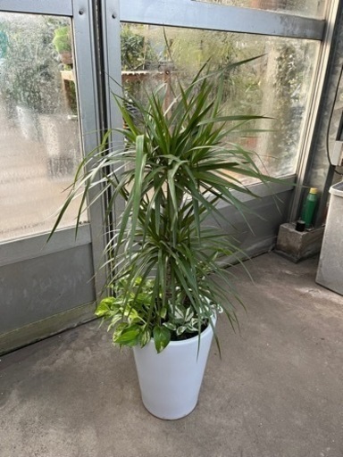 コンシンネ陶器鉢植え