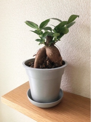 観葉植物　ガジュマル(17)　22cm　グレーカラーの3.5号の鉢と受け皿付き