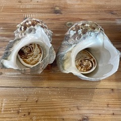 【ネット決済・配送可】✨夜光貝✨蓋つき貝殻 2個セット