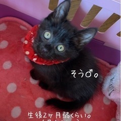 たくさん遊んで欲しい子猫です！