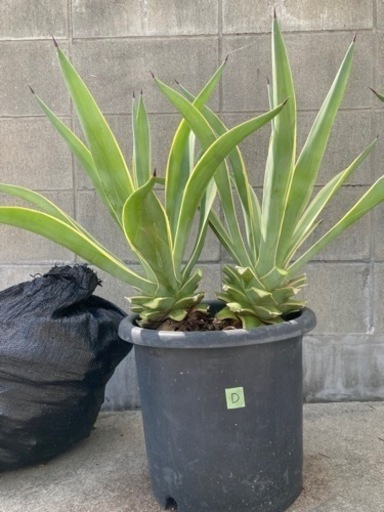 アガベ ベネズエラD www.inversionesczhn.com