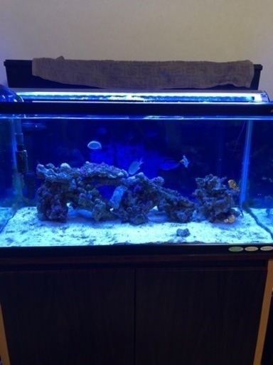 海水魚水槽セット