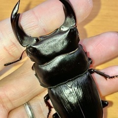 【完品】ホペイオオクワガタ ♂70mm ♀47.1mm