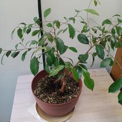 (終了)観葉植物　カジュマル