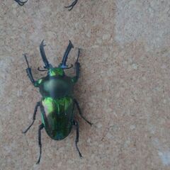 昆虫標本（ドイツ箱）アトラスオオカブト、ニジイロクワガタほか