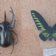 昆虫標本（ドイツ箱）アトラスオオカブト、ニジイロクワガタほか 昆虫標本（ドイツ箱）アトラスオオカブト、ニジイロクワガタほか