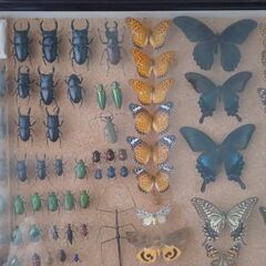 昆虫標本（ドイツ箱）国内採集種