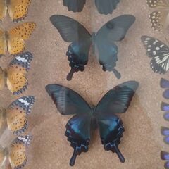 昆虫標本（ドイツ箱）国内採集種