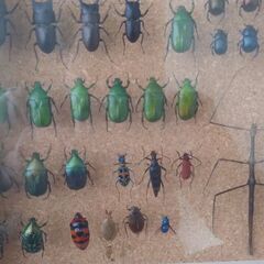 昆虫標本（ドイツ箱）国内採集種