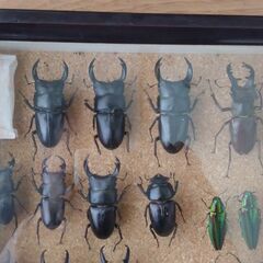 昆虫標本（ドイツ箱）国内採集種