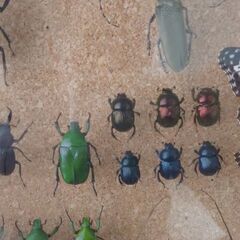 昆虫標本（ドイツ箱）国内採集種