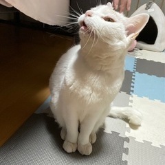 野良猫　白猫