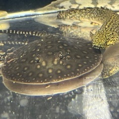 ダイヤモンドポルカ エクセルコロンビアモトロHBスティングレイ20㎝位 オス