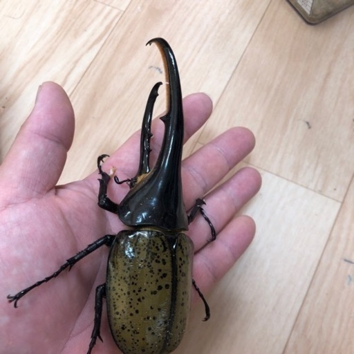 DHヘラクレス　c68メテオ　　♂153㎜✖️♀2頭セット