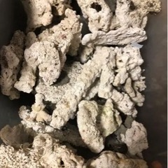 栃木県の海水魚の中古が安い！激安で譲ります・無料であげます｜ジモティー