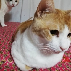 多頭飼育の中で育った茶白くん