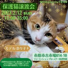 ねこけん千葉支部保護猫譲渡会開催しま～す！！