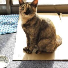 【里親募集】サビ猫メス　西白河郡 − 福島県