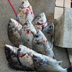 魚  チヌ  キビレ  40cm  