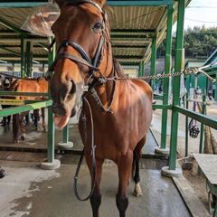 無料で乗馬体験募集中